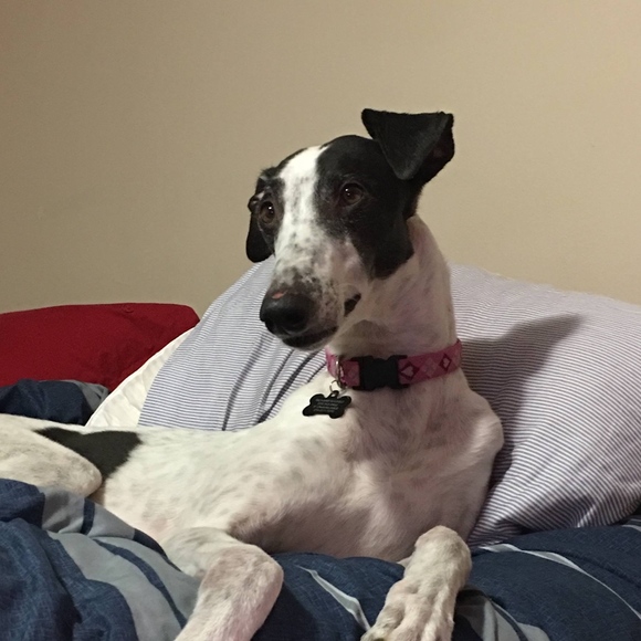 Meet your Posher, Sam (Salmon Mary) - Picture 4 of 7